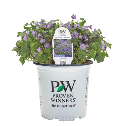 Mini Marvels™ 'Midnight' Carpathian Bellflower (Campanula carpatica)