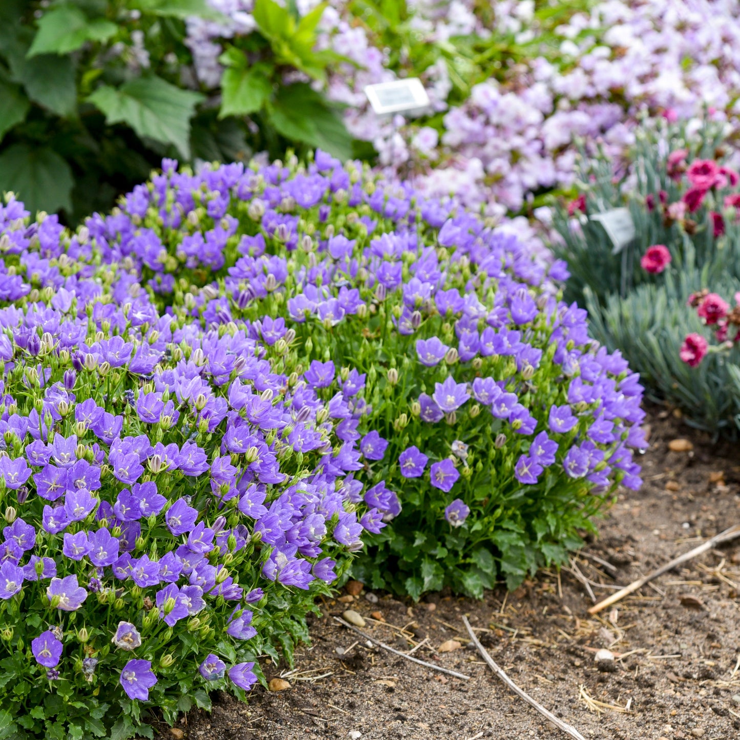 Mini Marvels™ 'Midnight' Carpathian Bellflower (Campanula carpatica)