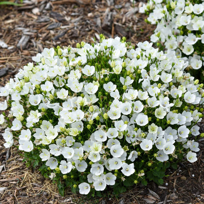 Mini Marvels™ 'Starbright' Carpathian Bellflower (Campanula carpatica) | Proven Winners® New Variety 2025