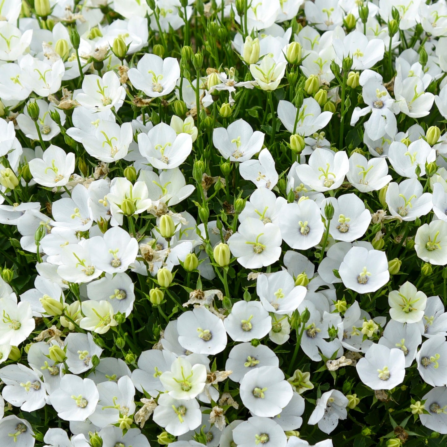 Mini Marvels™ 'Starbright' Carpathian Bellflower (Campanula carpatica)