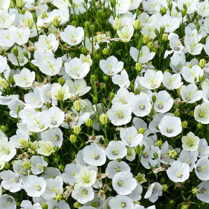 Mini Marvels™ 'Starbright' Carpathian Bellflower (Campanula carpatica)