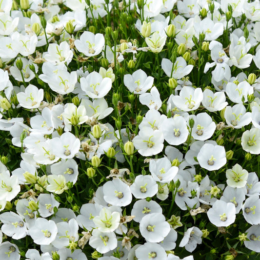 Mini Marvels™ 'Starbright' Carpathian Bellflower (Campanula carpatica)