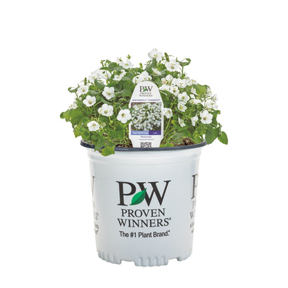 Mini Marvels™ 'Starbright' Carpathian Bellflower (Campanula carpatica)