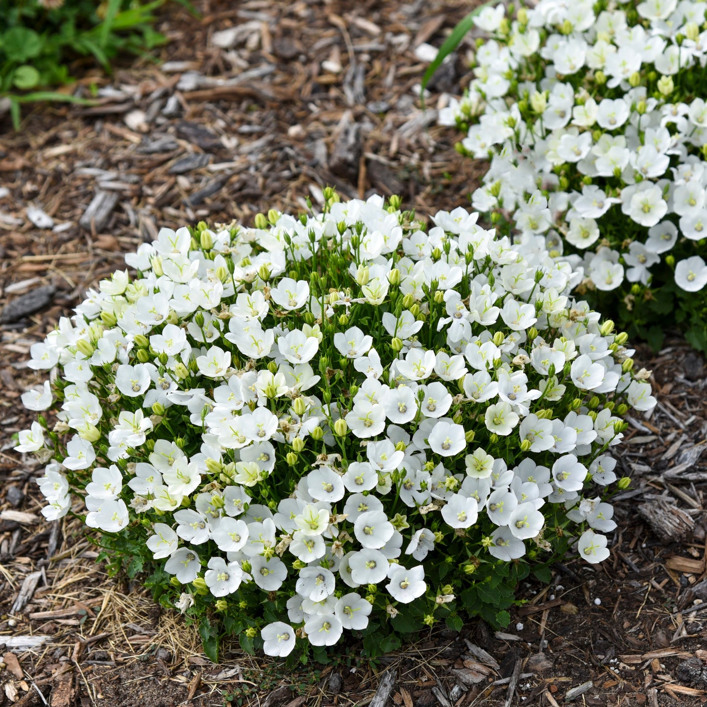 Mini Marvels™ 'Starbright' Carpathian Bellflower (Campanula carpatica)