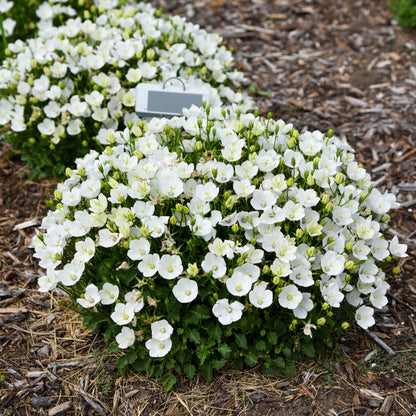 Mini Marvels™ 'Starbright' Carpathian Bellflower (Campanula carpatica)