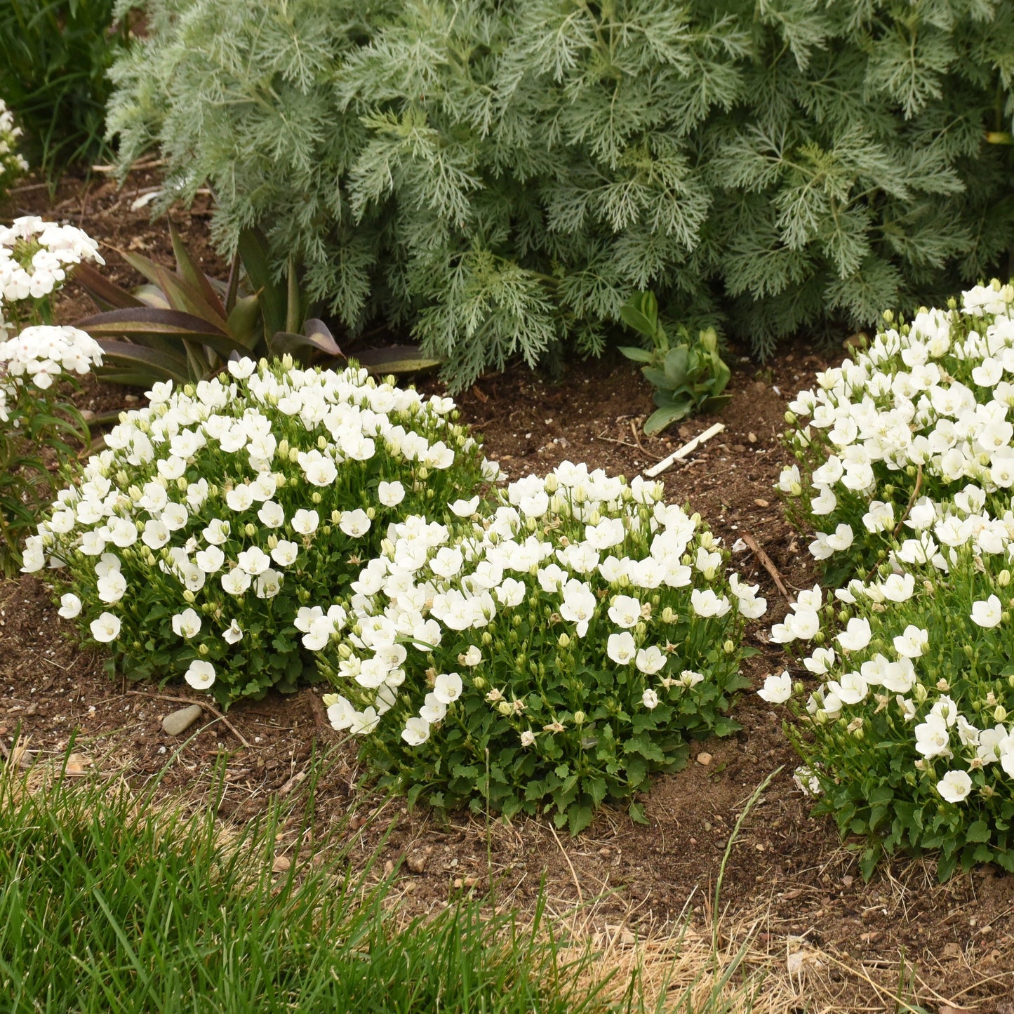Mini Marvels™ 'Starbright' Carpathian Bellflower (Campanula carpatica)
