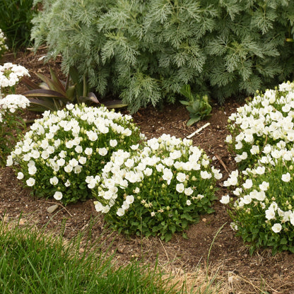 Mini Marvels™ 'Starbright' Carpathian Bellflower (Campanula carpatica)
