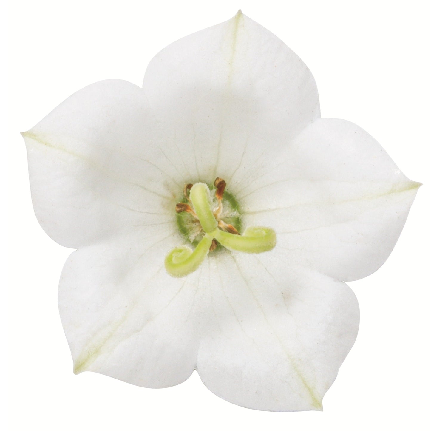 Mini Marvels™ 'Starbright' Carpathian Bellflower (Campanula carpatica)