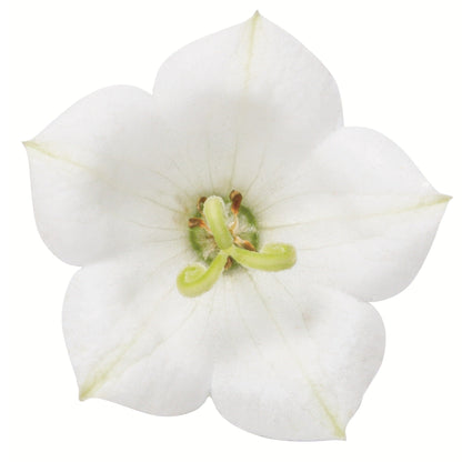 Mini Marvels™ 'Starbright' Carpathian Bellflower (Campanula carpatica)