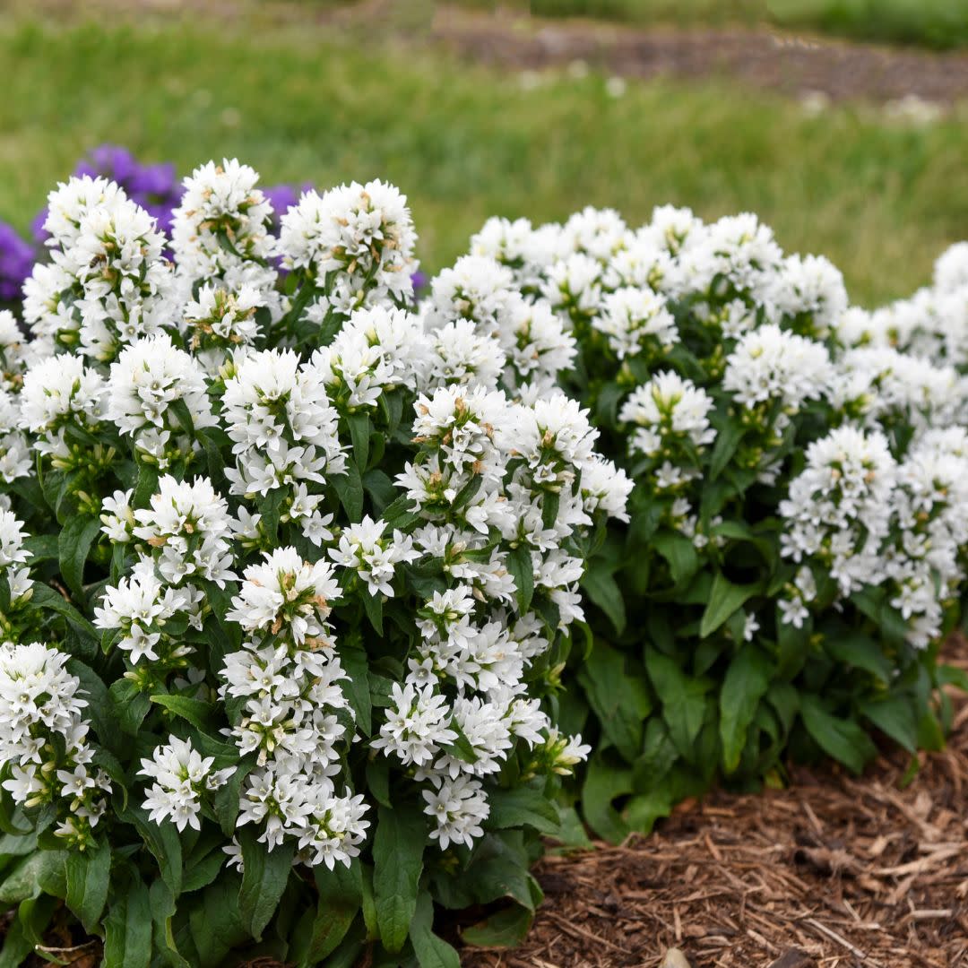 Angel Bells Clustered Bellflowers (Campanula glomerata)