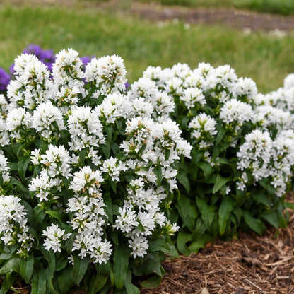 Angel Bells Clustered Bellflowers (Campanula glomerata)