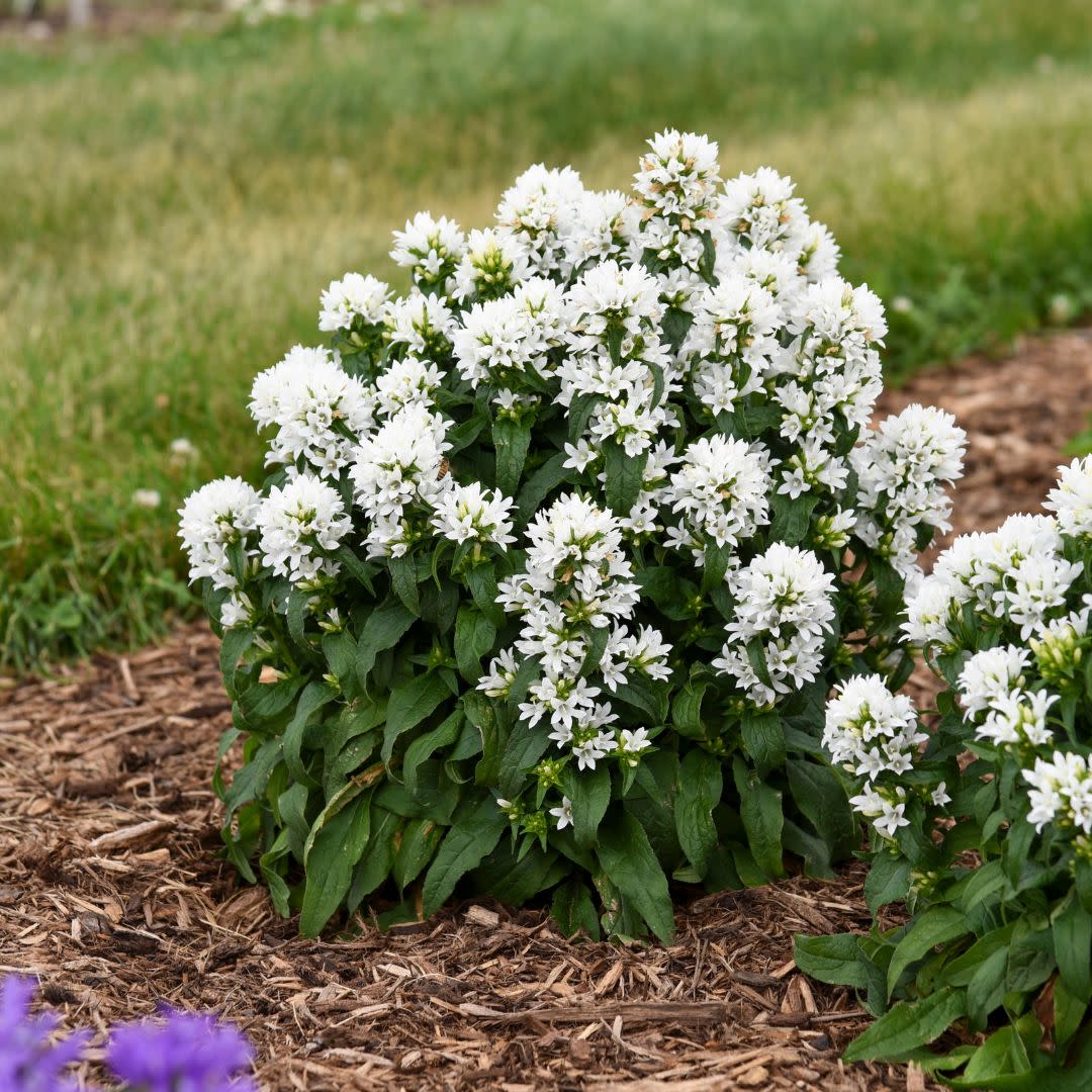 Angel Bells Clustered Bellflowers (Campanula glomerata)
