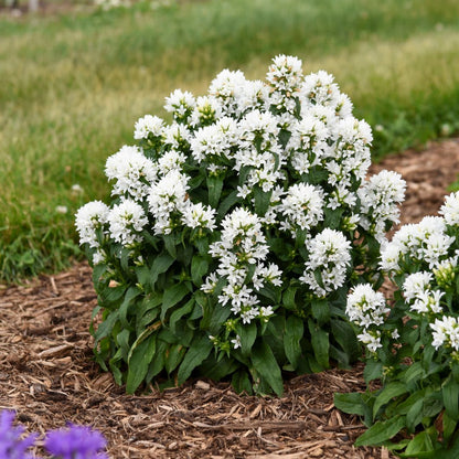 Angel Bells Clustered Bellflowers (Campanula glomerata)