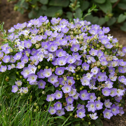 Mini Marvels™ 'Twilight' Carpathian Bellflower (Campanula carpatica)