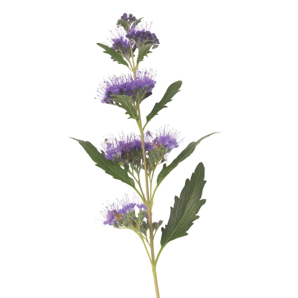Beyond Midnight® Bluebeard (Caryopteris x clandonensis)