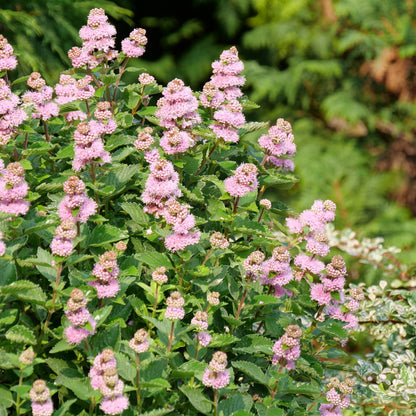 Beyond Pink'd Beyond Pink'd Bluebeard in focus.