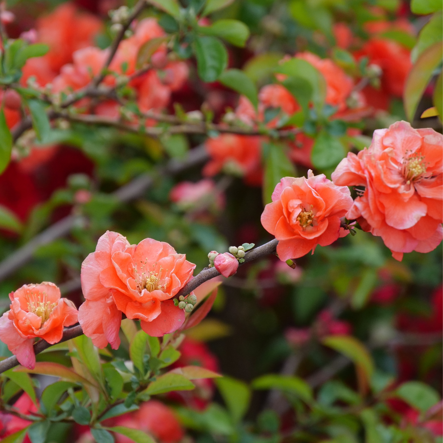 Double Take® Peach Quince (Chaenomeles speciosa)