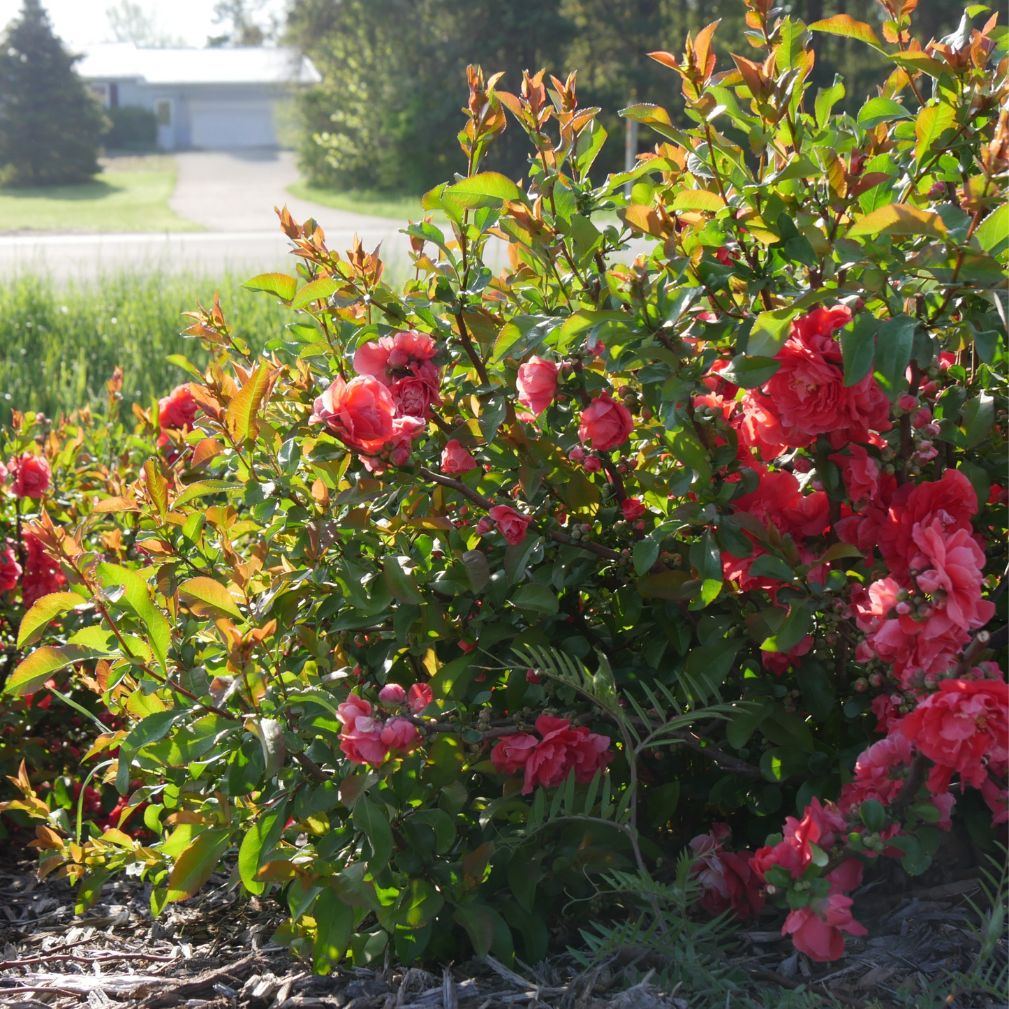 Double Take® Peach Quince (Chaenomeles speciosa)