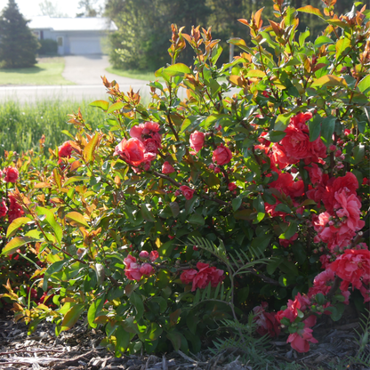 Double Take® Peach Quince (Chaenomeles speciosa)