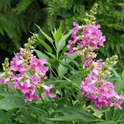 El Niño® Desert Orchid (Chitalpa)