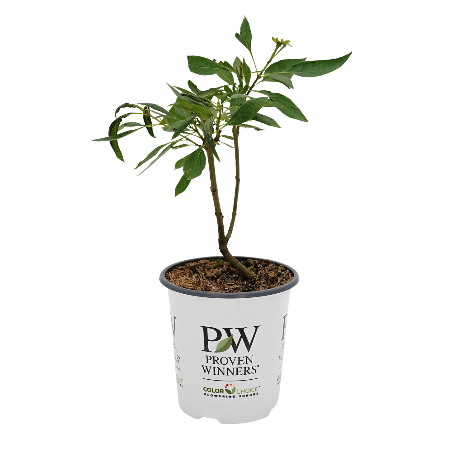 El Niño® Desert Orchid (Chitalpa)
