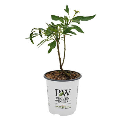El Niño® Desert Orchid (Chitalpa)