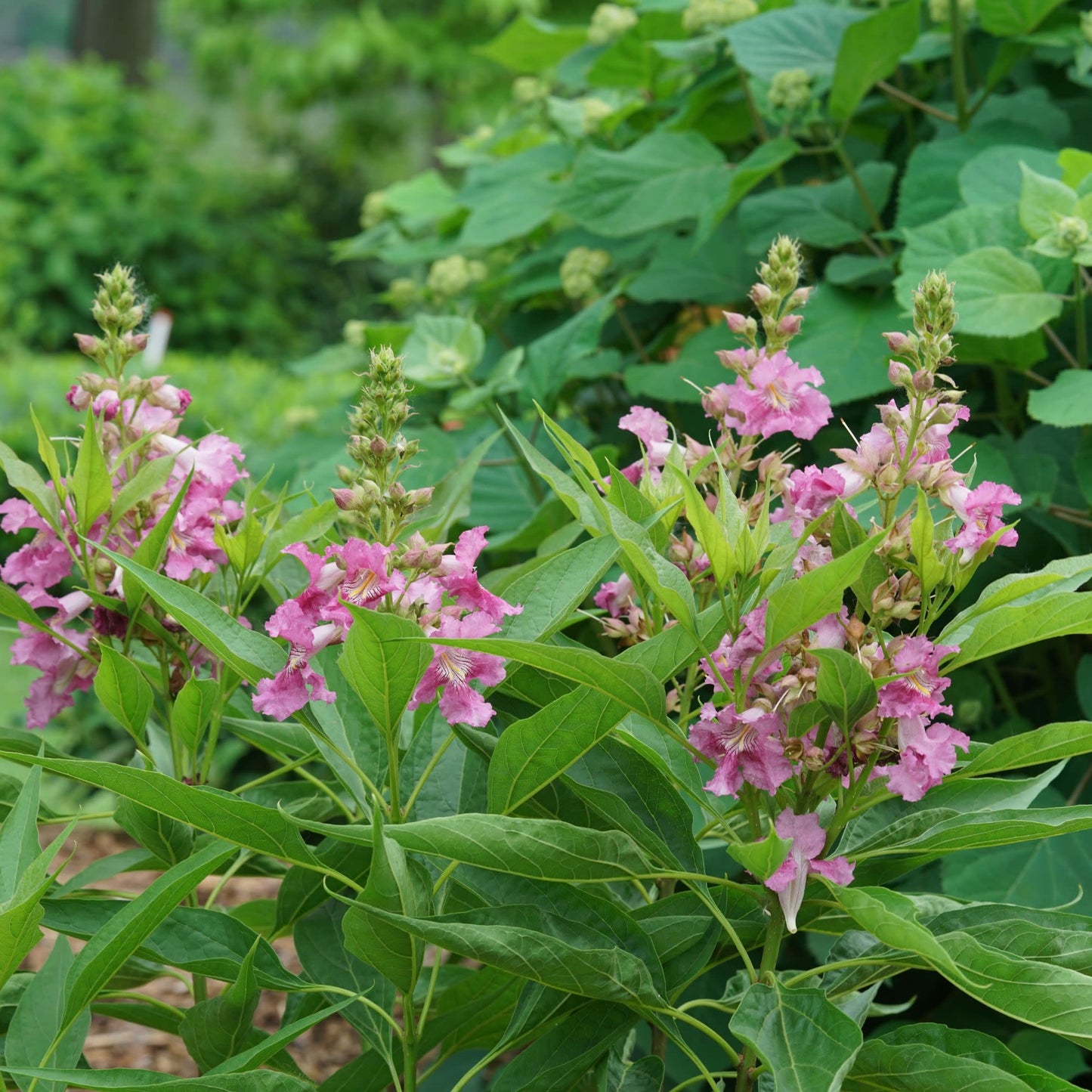 El Niño® Desert Orchid (Chitalpa)