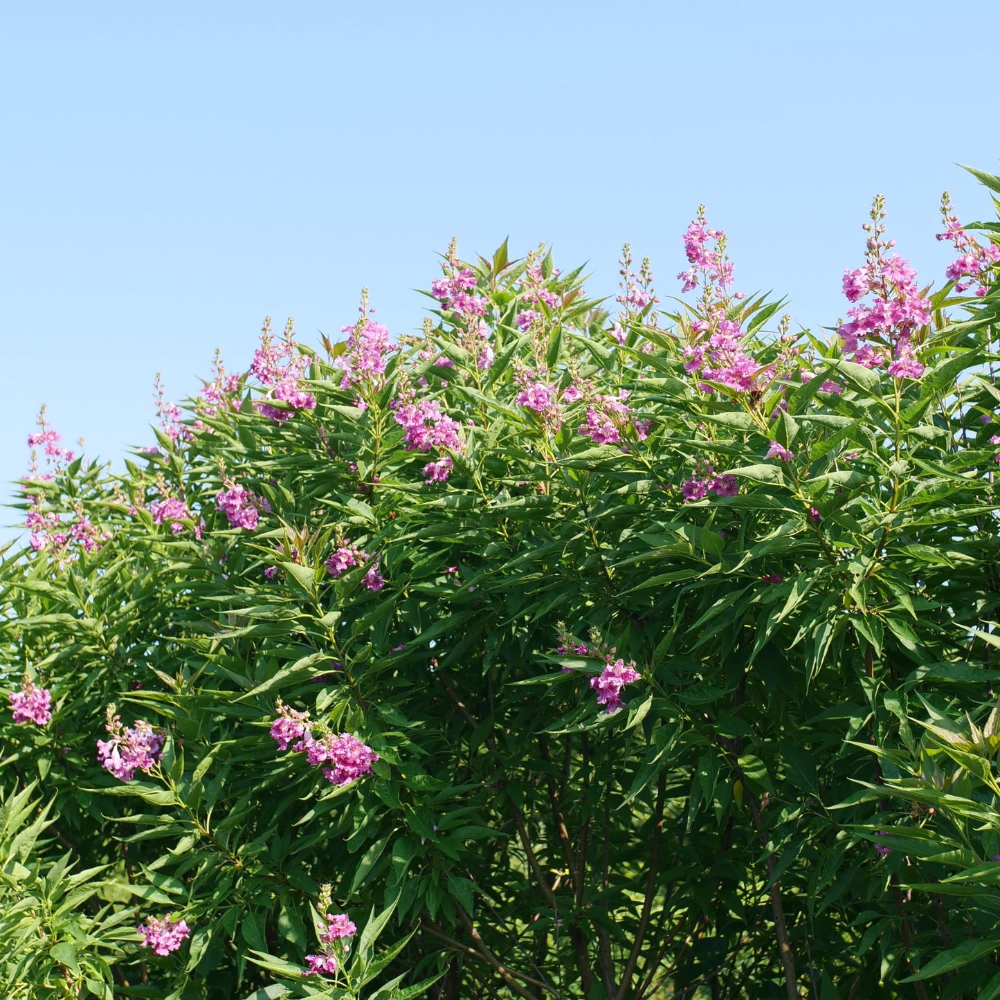 El Niño® Desert Orchid (Chitalpa)