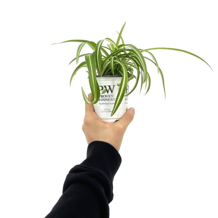 leafjoy Urban Arches Night Out Spider Plant in use.