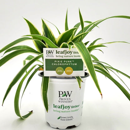 leafjoy Pixie Punk Pixie Punk Spider Plant in container.