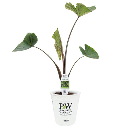 Limited Edition Royale™ | Island Giants™ Coffee Cups Elephant Ear (Colocasia esculenta)