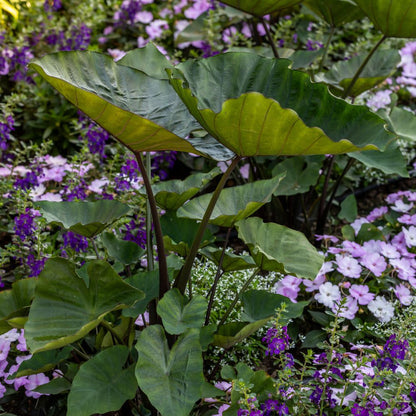 Limited Edition Royale™ | Island Giants™ Coffee Cups Elephant Ear (Colocasia esculenta)