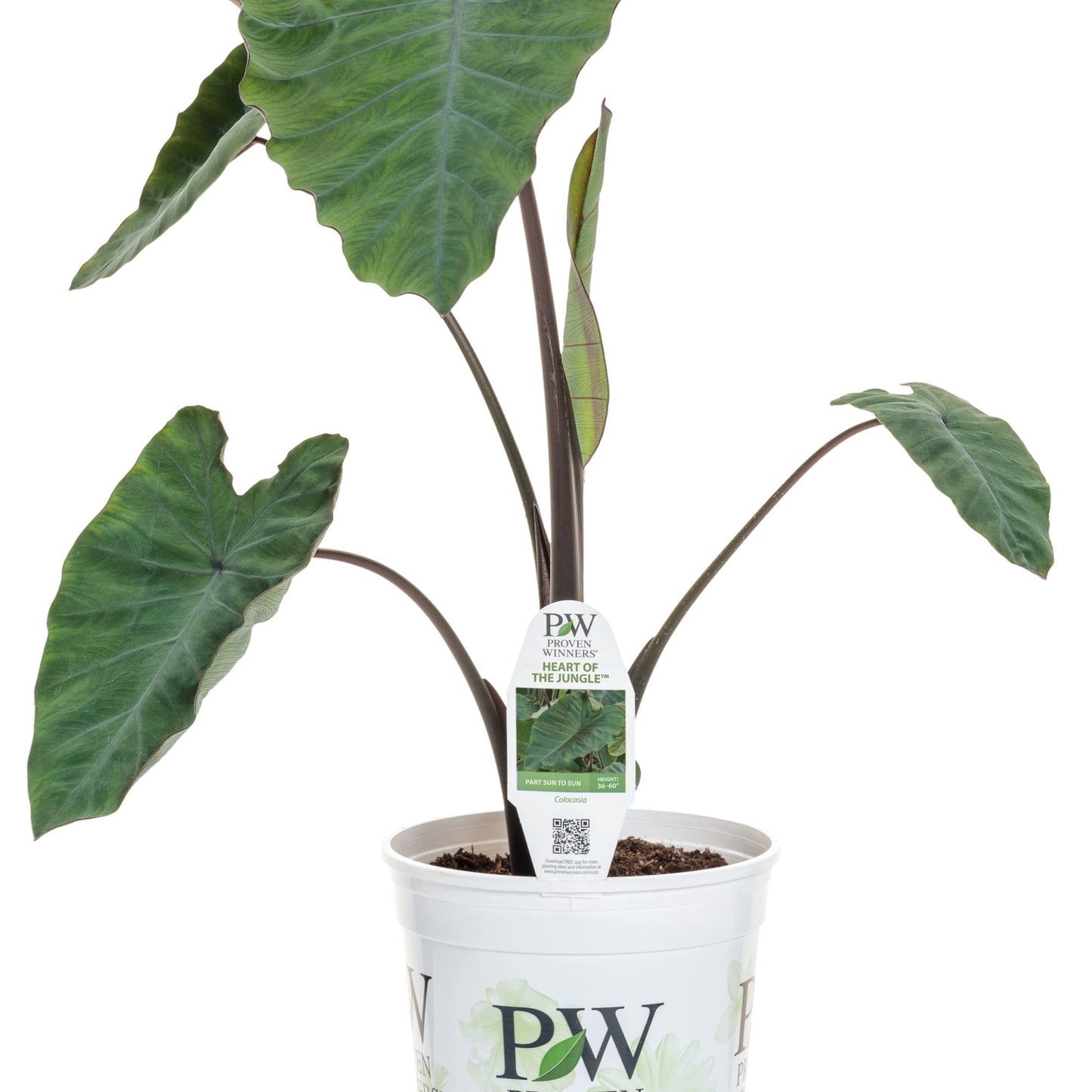 Heart of the Jungle Elephant's Ear in container.