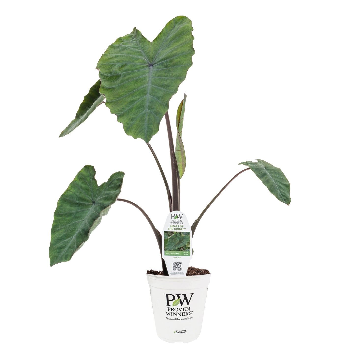 Limited Edition Royale™ | Island Giants™ Heart of the Jungle® Elephant's Ear (Colocasia esculenta)