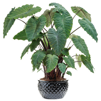 Island Giants™ Heart of the Jungle® Elephant's Ear (Colocasia esculenta)