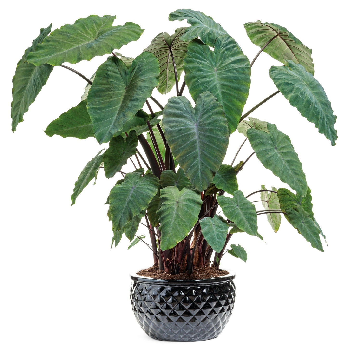 Limited Edition Royale™ | Island Giants™ Heart of the Jungle® Elephant's Ear (Colocasia esculenta)