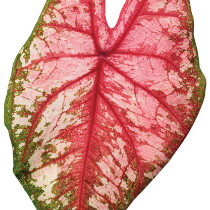 Heart to Heart® 'Bottle Rocket' Sun or Shade Caladium