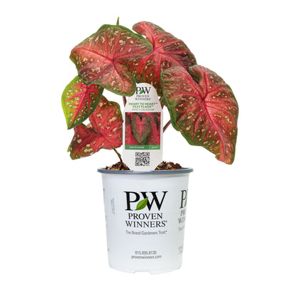 Limited Edition Royale™ | Heart to Heart® Fast Flash™ Christmas Caladium