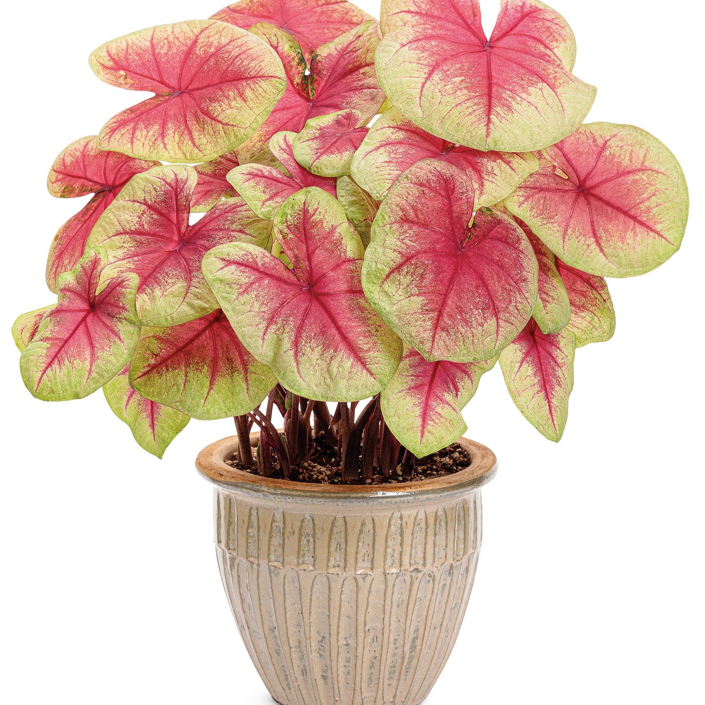 Heart to Heart® 'Lemon Blush' Shade Caladium