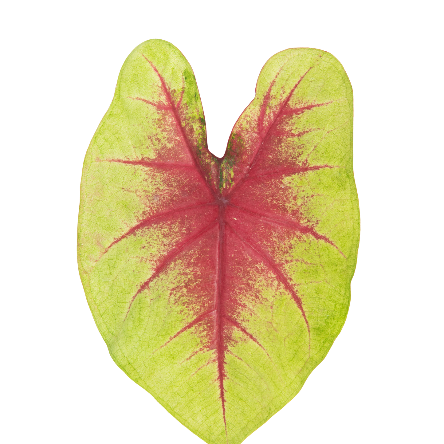 Heart to Heart® 'Lemon Blush' Shade Caladium