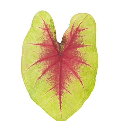 Heart to Heart® 'Lemon Blush' Shade Caladium