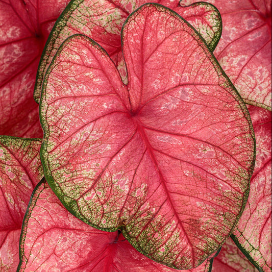 Heart to Heart 'Radiance' Sun or Shade Caladium up close.