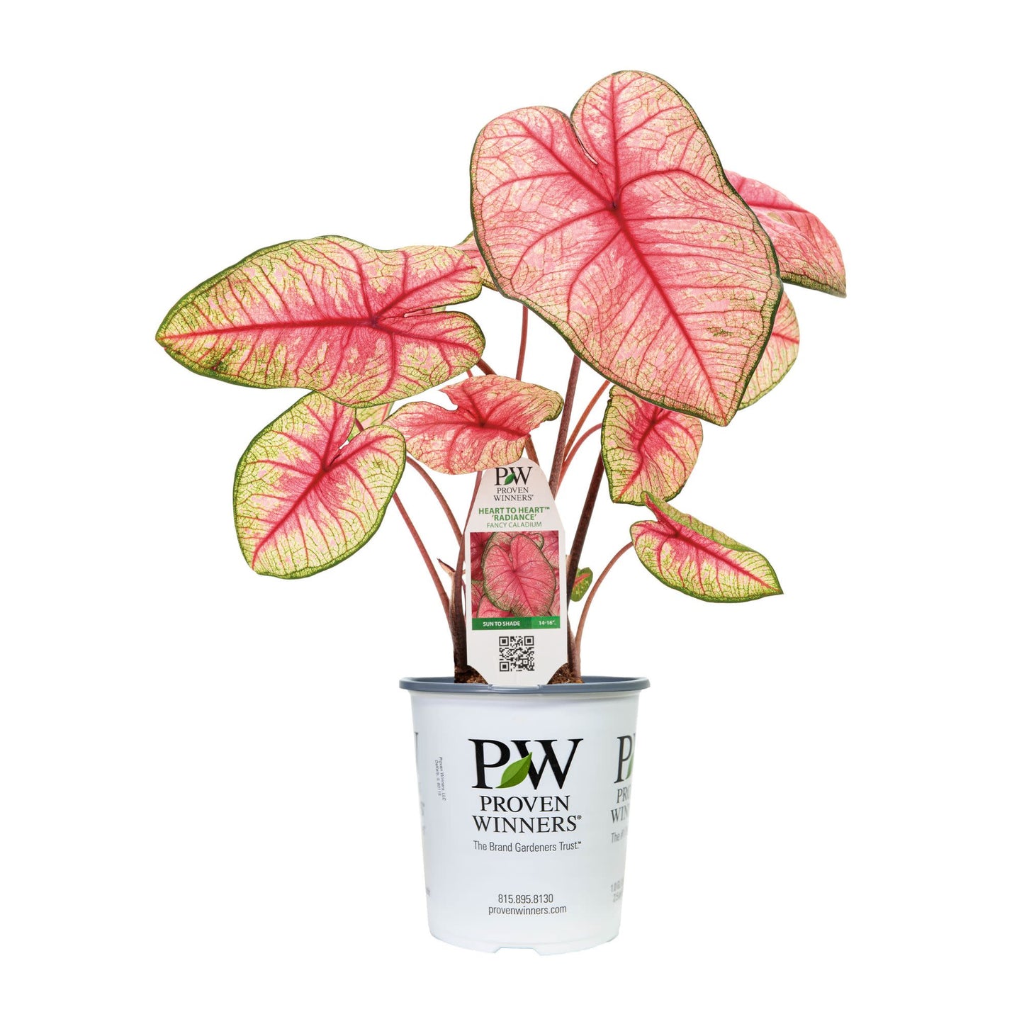 Limited Edition Royale™ | Heart to Heart® 'Radiance' Christmas Caladium