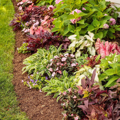Heart to Heart 'Radiance' Sun or Shade Caladium in use.