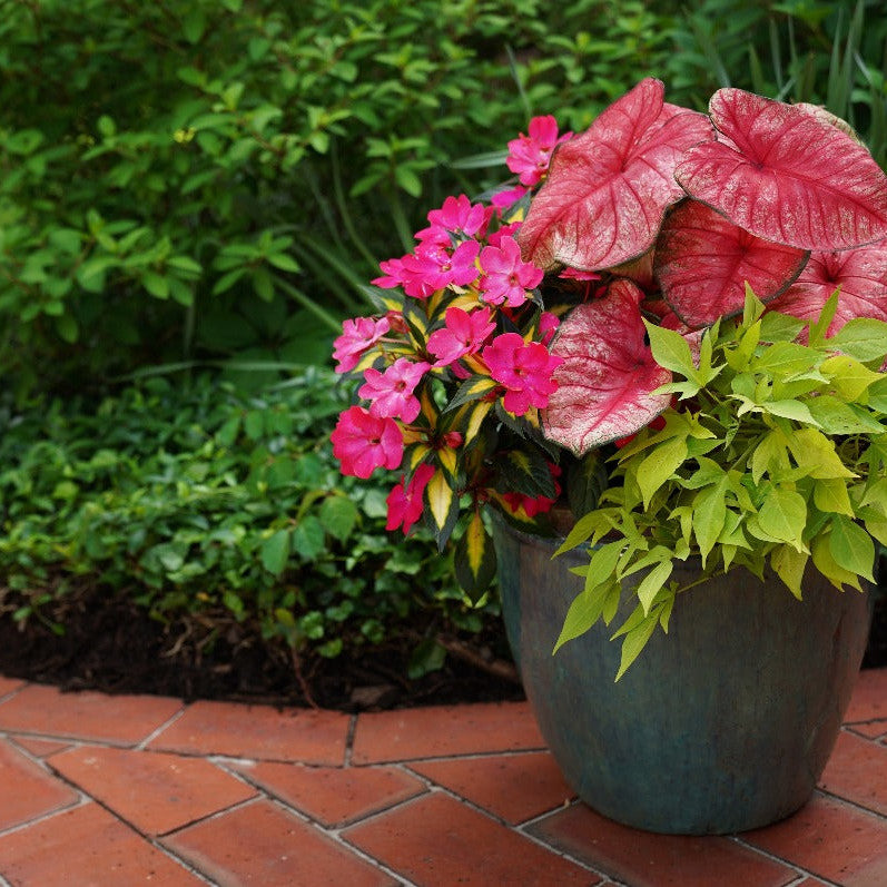 Heart to Heart 'Radiance' Sun or Shade Caladium in use.