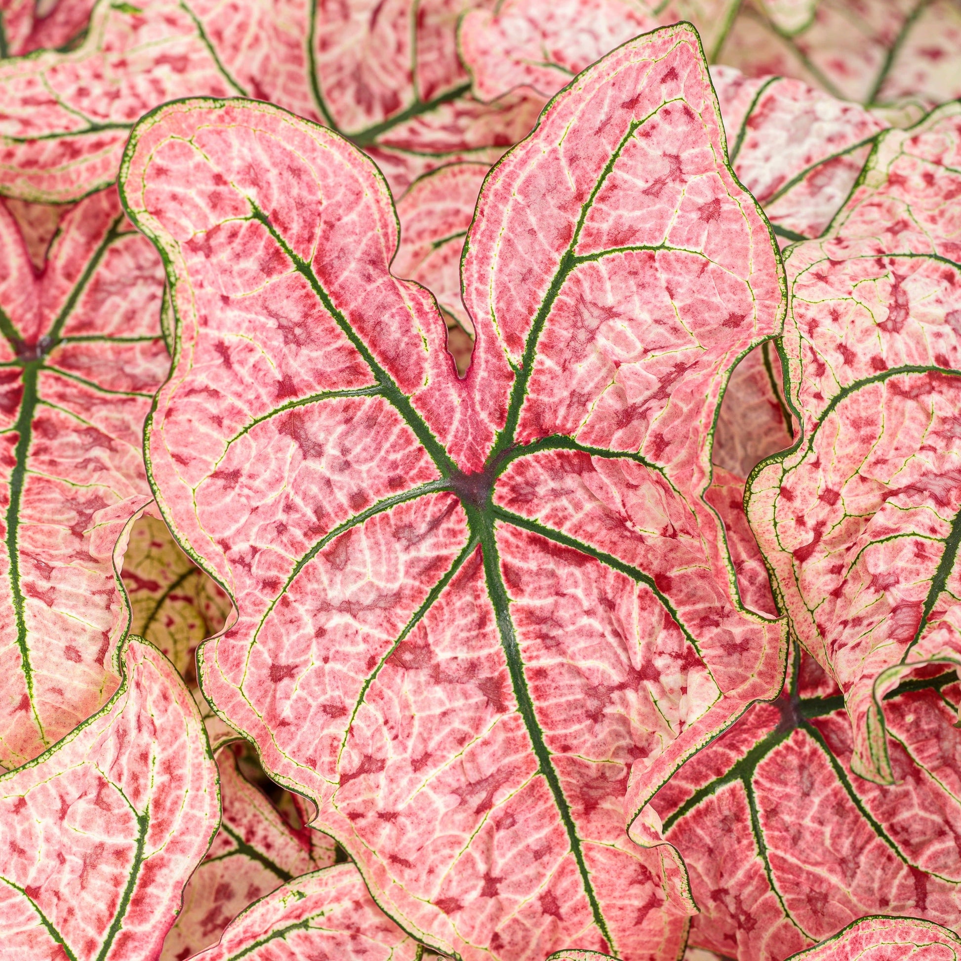 Heart to Heart 'Splash of Wine' Shade Caladium up close.