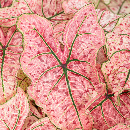 Heart to Heart 'Splash of Wine' Shade Caladium up close.
