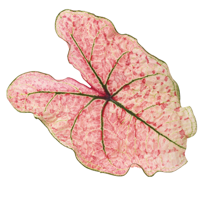 Heart to Heart® 'Splash of Wine' Shade Caladium