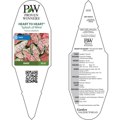 Heart to Heart® 'Splash of Wine' Shade Caladium