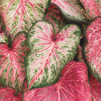 Heart to Heart® 'Blushing Bride' Sun or Shade Caladium
